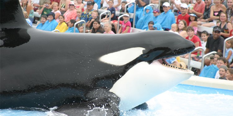 SeaWorld Phases Out Shamu Show