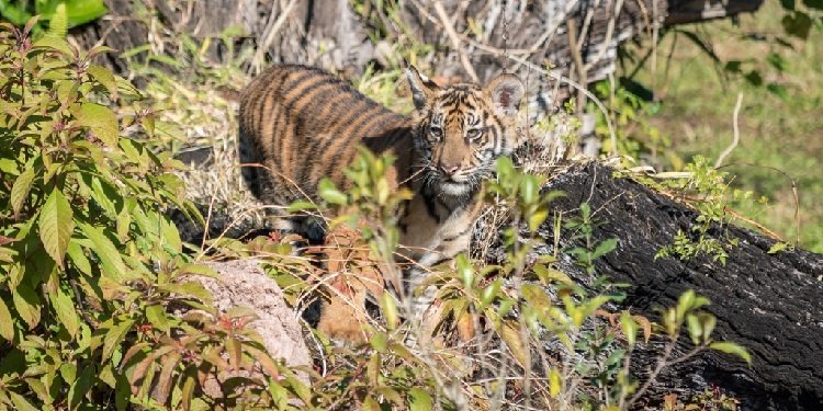 Sumatran Tiger Cubs at Disney's Animal Kingdom!