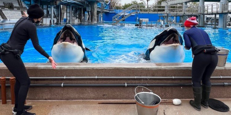 Take an "Inside Look" at SeaWorld!